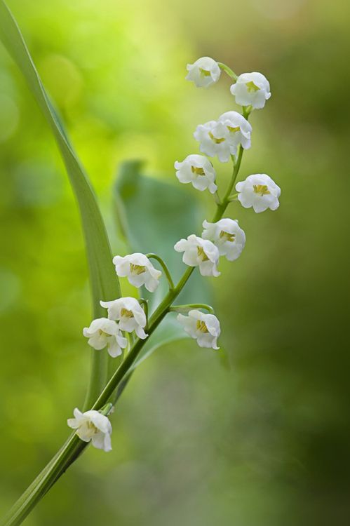 铃兰，铃兰花图片，幸福归来花语的君影草铃花微距图片图片