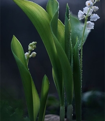 铃兰，铃兰花图片，幸福归来花语的君影草铃花微距图片组图11