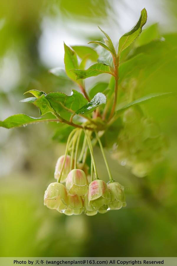 灯笼树上灯笼花（吊钟花）唯美图片，杜鹃花科吊钟花属植物灯笼树图片图片