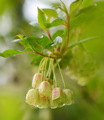 灯笼树上灯笼花（吊钟花）唯美图片，杜鹃花科吊钟花属植物灯笼树图片组图9