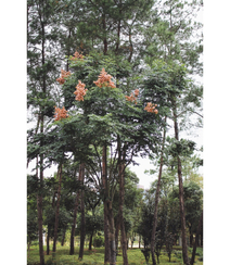 灯笼树上灯笼花（吊钟花）唯美图片，杜鹃花科吊钟花属植物灯笼树图片组图11