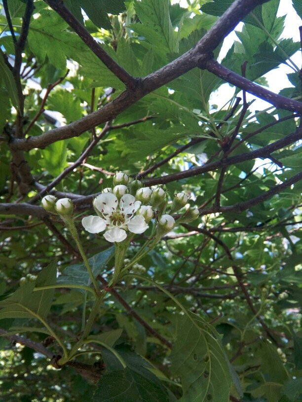 山楂树，山楂，山楂花图片，落叶乔木植物山楂树精选美图图片