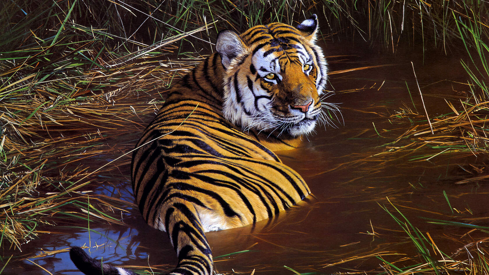 热带雨林沼泽中的西伯利亚虎霸气动物壁纸套图2