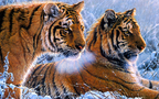 热带雨林沼泽中的西伯利亚虎霸气动物壁纸组图3