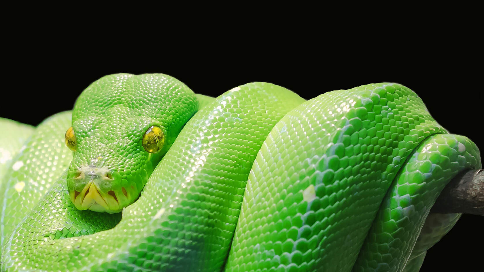 让人闻风丧胆的冷血动物“蛇”的动物壁纸图片套图3