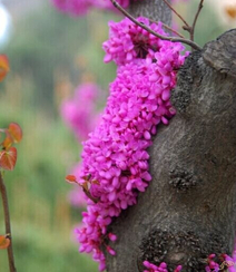 紫荆花图片，豆科紫荆属植物紫荆花唯美图片欣赏