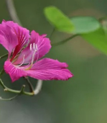 洋紫荆，紫荆花图片，花期长的观赏植物红花羊蹄甲美图组图3