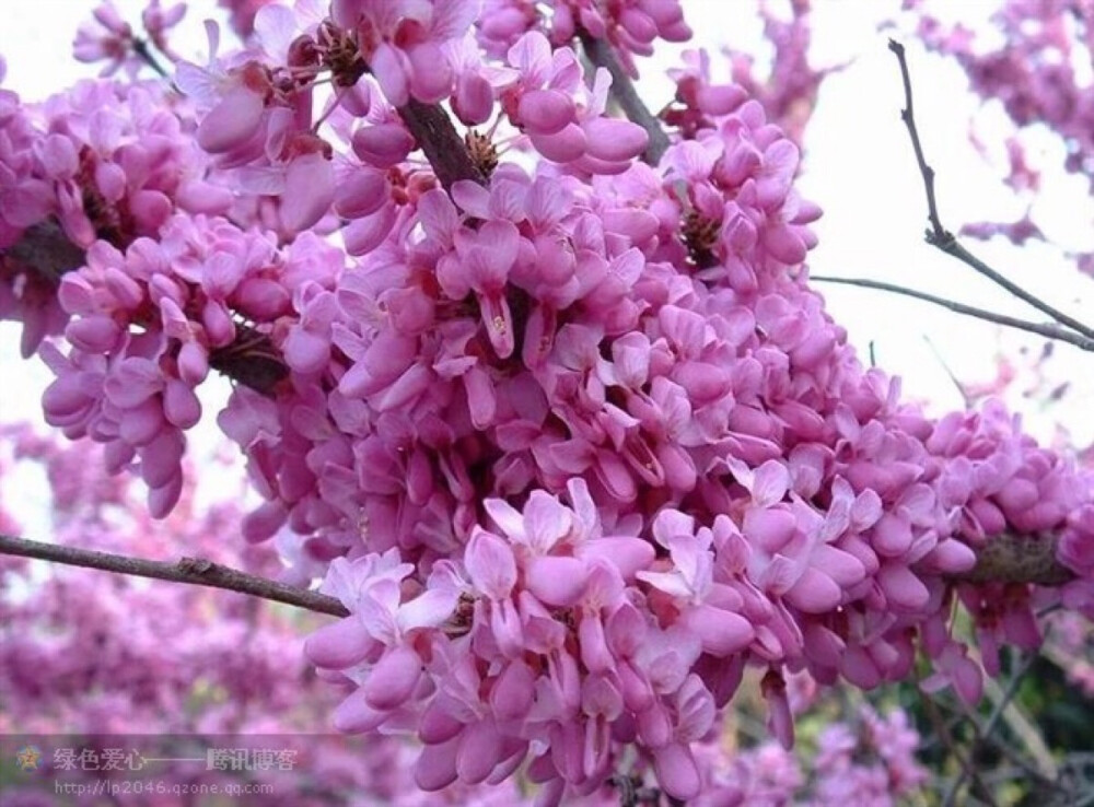 紫荆花图片，豆科紫荆属植物紫荆花唯美图片欣赏图片