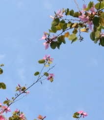 洋紫荆，紫荆花图片，花期长的观赏植物红花羊蹄甲美图组图8