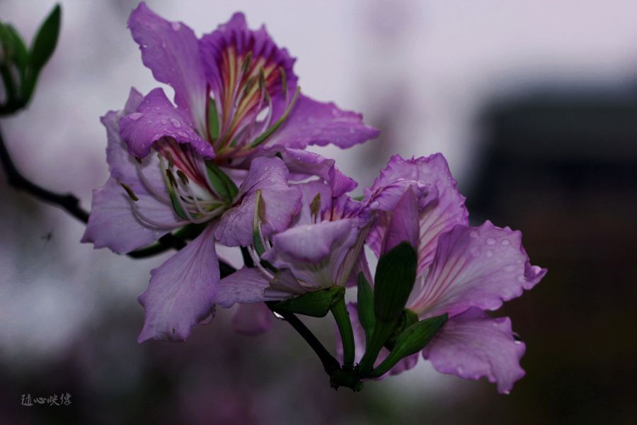 洋紫荆，紫荆花图片，花期长的观赏植物红花羊蹄甲美图图片