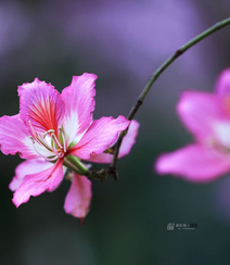 洋紫荆，紫荆花图片，花期长的观赏植物红花羊蹄甲美图组图12