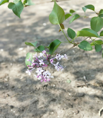 六月的丁香到处开放， 呼和浩特市市花丁香花唯美图片组图1