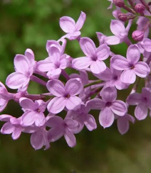 六月的丁香到处开放， 呼和浩特市市花丁香花唯美图片组图5