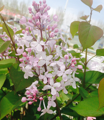 六月的丁香到处开放， 呼和浩特市市花丁香花唯美图片组图4