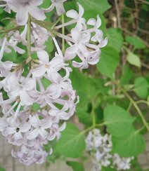 六月的丁香到处开放， 呼和浩特市市花丁香花唯美图片