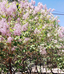 六月的丁香到处开放， 呼和浩特市市花丁香花唯美图片组图11