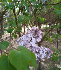 六月的丁香到处开放， 呼和浩特市市花丁香花唯美图片组图14