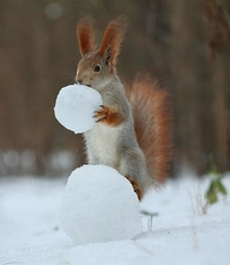 雪地松鼠，尾毛密长而且蓬松的雪地松鼠可爱图片组图10