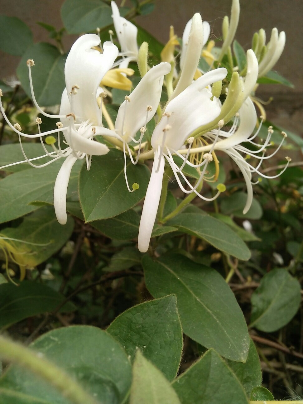 金银花（忍冬）图片，长在山坡野地上的金银花天然好看图片图片