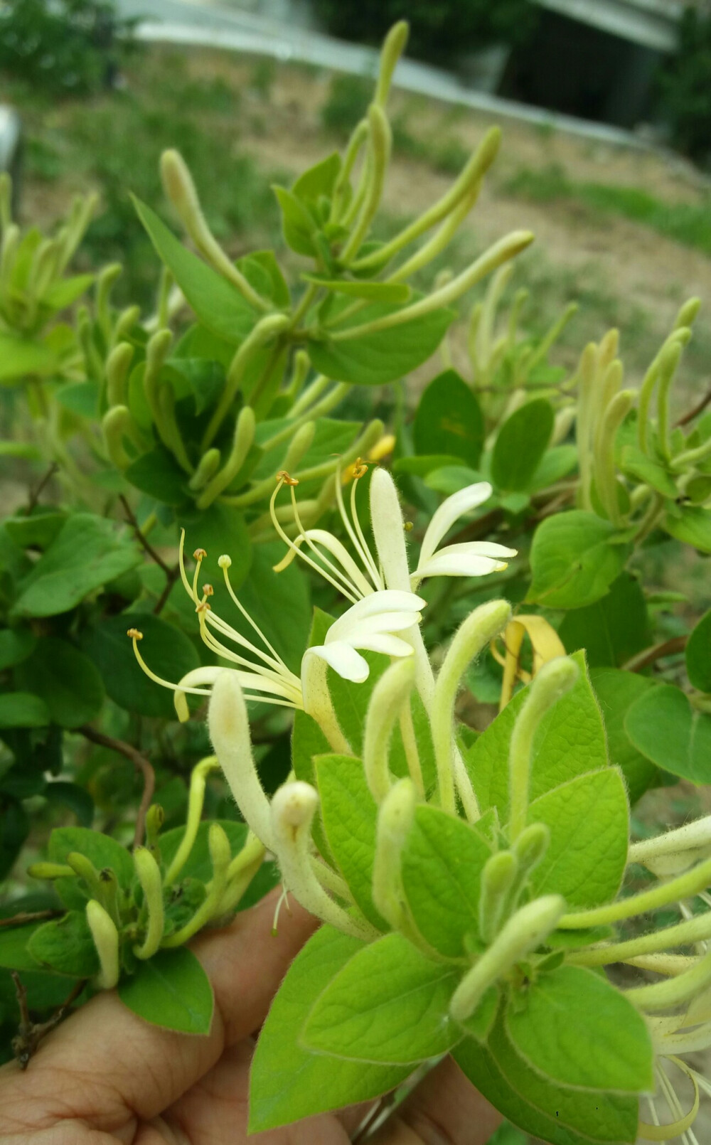 金银花（忍冬）图片，长在山坡野地上的金银花天然好看图片图片