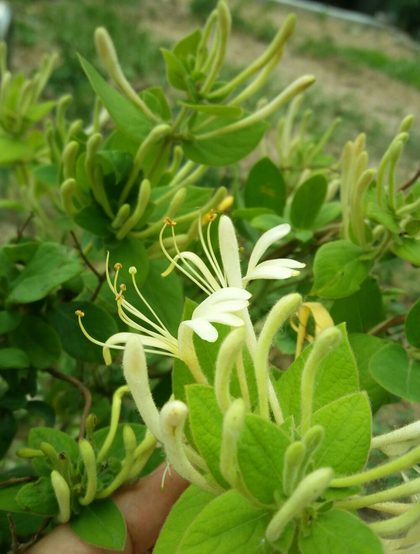 金银花（忍冬）图片，长在山坡野地上的金银花天然好看图片