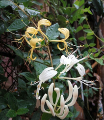 金银花（忍冬）图片，长在山坡野地上的金银花天然好看图片