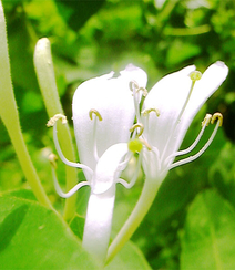 忍冬花（金银花）图片，花期4到6月（秋季亦常开花）的忍冬花美图组图2