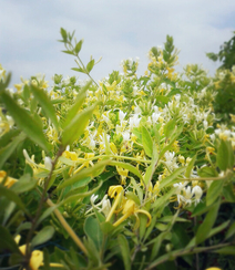 忍冬花（金银花）图片，花期4到6月（秋季亦常开花）的忍冬花美图组图5