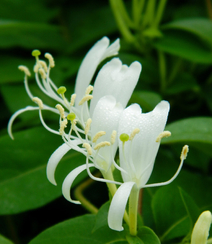 忍冬花（金银花）图片，花期4到6月（秋季亦常开花）的忍冬花美图组图13