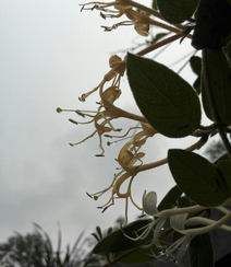 忍冬花（金银花）图片，花期4到6月（秋季亦常开花）的忍冬花美图组图12