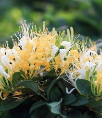 忍冬花（金银花）图片，花期4到6月（秋季亦常开花）的忍冬花美图组图15