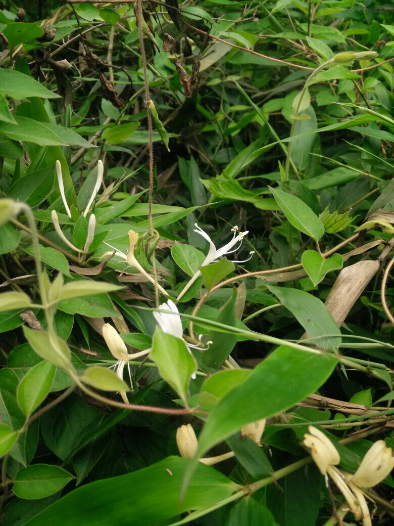 鸳鸯成对金银花，代表奉献，诚实的爱花语的金银花好看图片图片