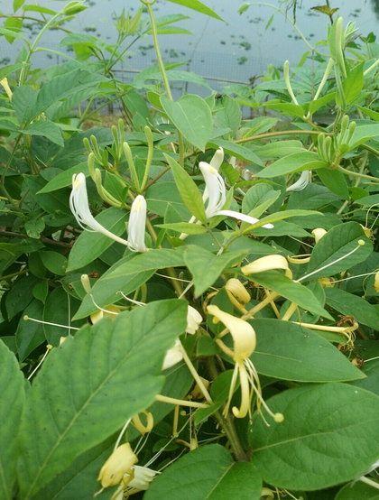 鸳鸯成对金银花，代表奉献，诚实的爱花语的金银花好看图片