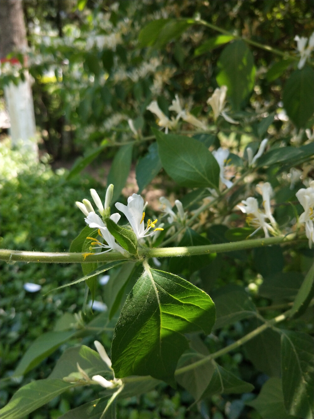 鸳鸯成对金银花，代表奉献，诚实的爱花语的金银花好看图片图片