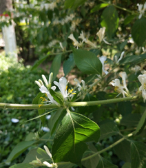 鸳鸯成对金银花，代表奉献，诚实的爱花语的金银花好看图片组图10