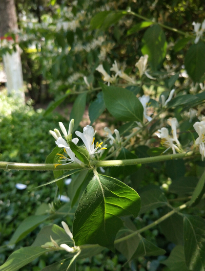 鸳鸯成对金银花，代表奉献，诚实的爱花语的金银花好看图片