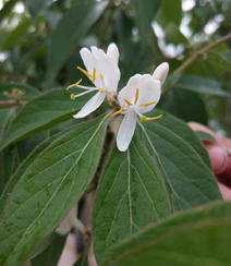 鸳鸯成对金银花，代表奉献，诚实的爱花语的金银花好看图片组图14