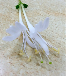 鸳鸯成对金银花，代表奉献，诚实的爱花语的金银花好看图片组图16