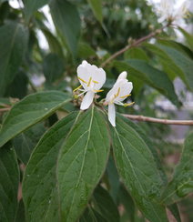 鸳鸯成对金银花，代表奉献，诚实的爱花语的金银花好看图片组图13