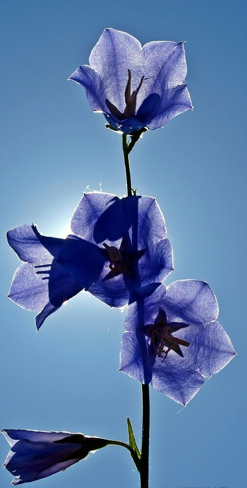 桔梗花（铃铛花）图片，清幽淡雅的蓝紫色桔梗花花朵图片图片