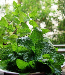 薄荷草，薄荷叶图片，药用功效明显的草本植物薄荷图片组图10