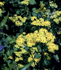 蒲儿根、蒲儿根花朵图片，菊科植物蒲儿根全株野外生长图片