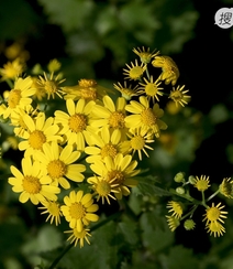 蒲儿根、蒲儿根花朵图片，菊科植物蒲儿根全株野外生长图片组图9