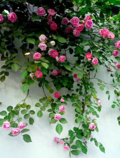 荷花蔷薇，多花蔷薇变种之荷花蔷薇精美图片