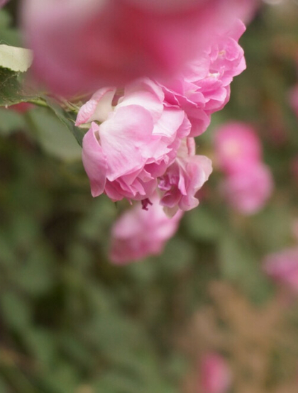 荷花蔷薇，多花蔷薇变种之荷花蔷薇精美图片