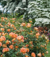 月季花-夏洛特夫人，多季持续开花的藤蔓月季夏洛特夫人图片组图11