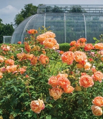 月季花-夏洛特夫人，多季持续开花的藤蔓月季夏洛特夫人图片组图8