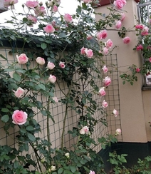 月季花-龙沙宝石，花型好看但花期较短的大藤本月季龙沙宝石图片组图14