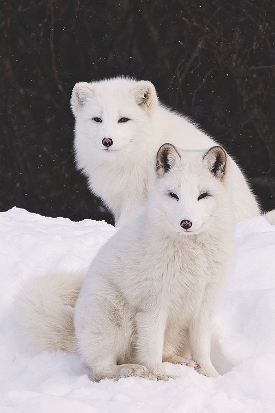 北极狐（白狐）雪地图片，被誉为雪地精灵的北极狐野外图片图片