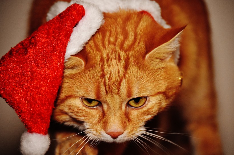 虎斑猫，戴圣诞帽的虎斑猫可爱图片图片